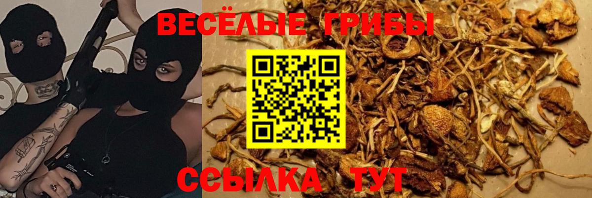 купить   Вход с VPN  Димитровград  Псилоцибиновые грибы GOLDEN TEACHER 